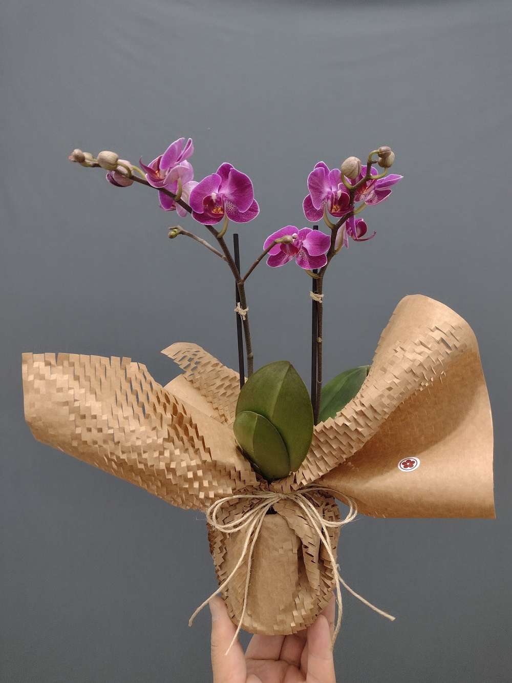 Mini Orquídea Pink | Zenko Flores